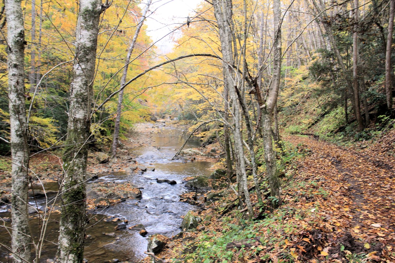 Glade Creek Trail 